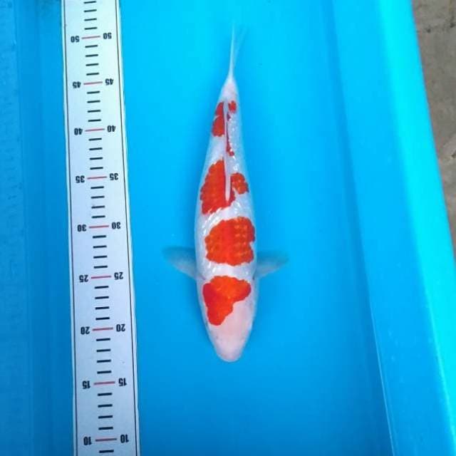 Yondan kohaku