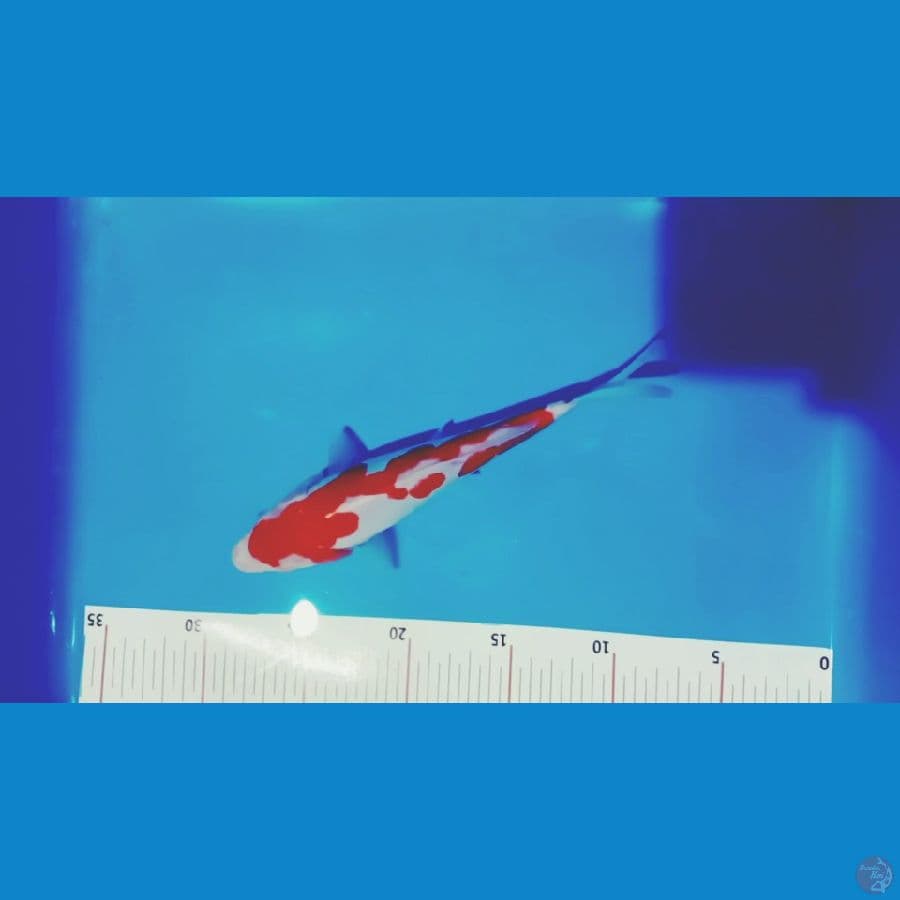 kohaku doitsu ori 22 cm