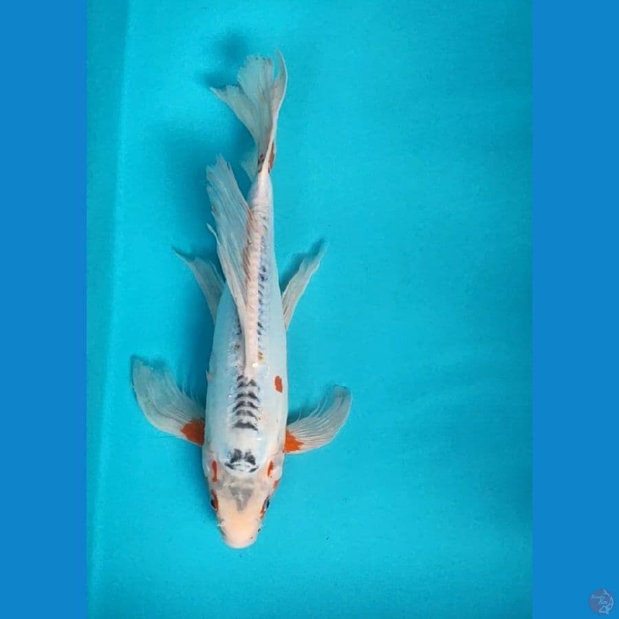 kumpay hana shusui 32cm male
