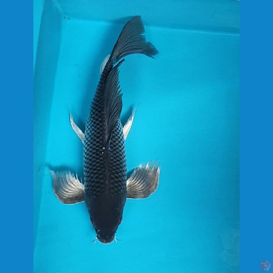 kumpay soragoi 35cm