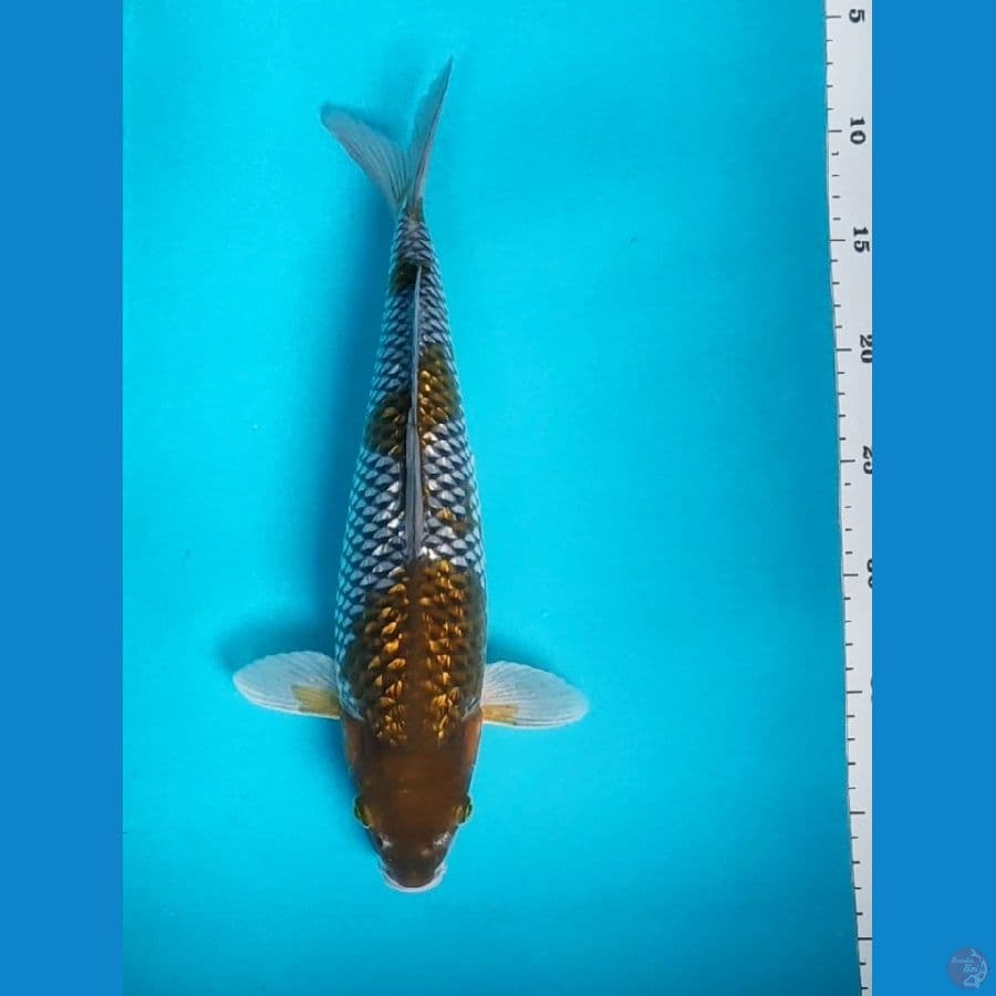 ochiba ginrin 34cm fm