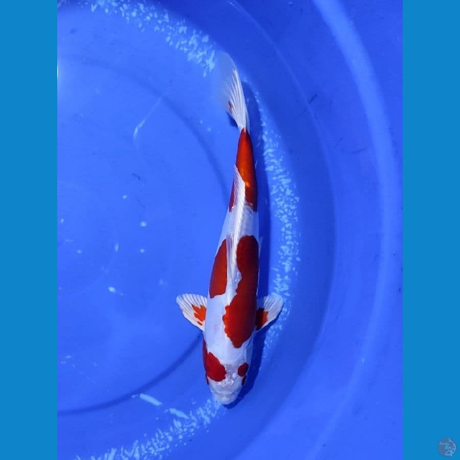 doitsu 33cm