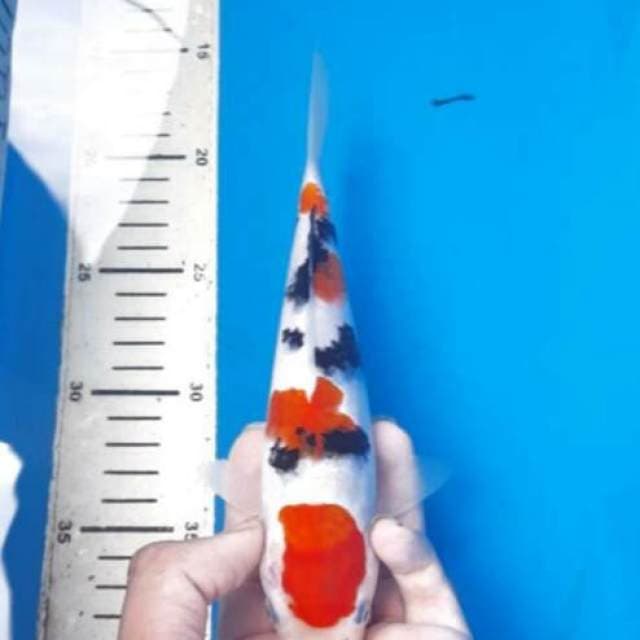 Sanke cantik 25cm