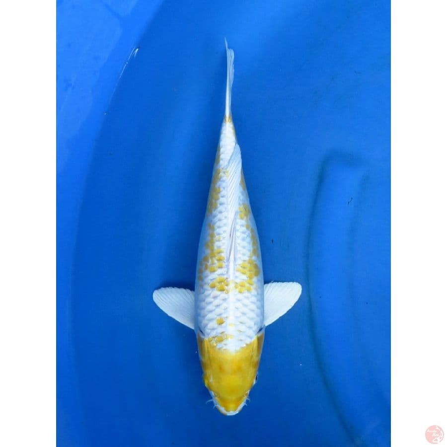 37cm , Full Hikari - Hariwake