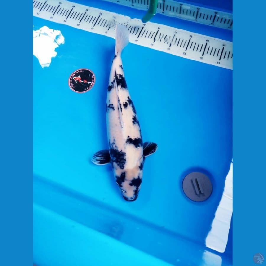 shiro 50cm