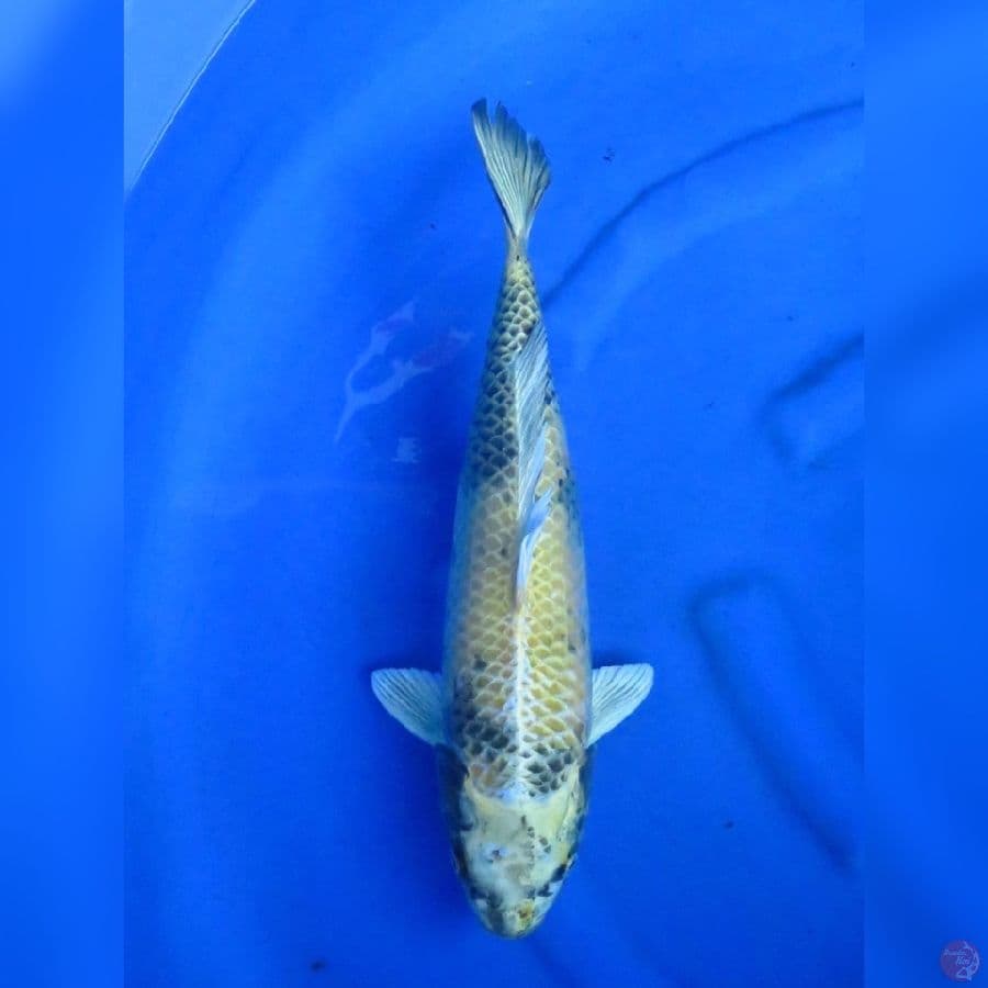 42cm - Kin Ki Utsuri