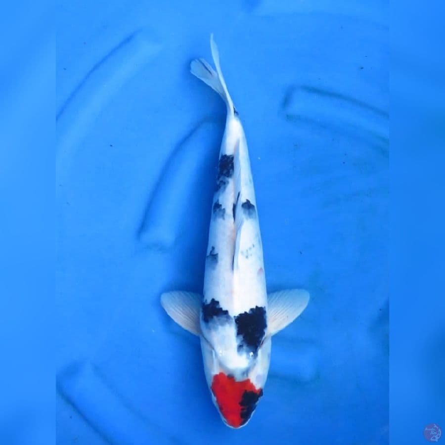42cm - Male Tancho Showa