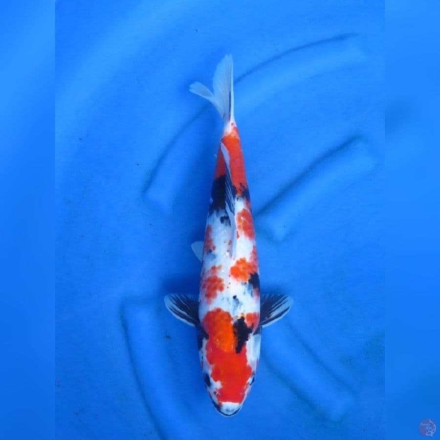 42cm - Male Showa