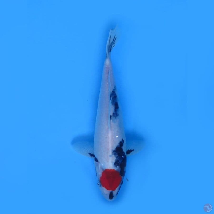 32cm - Evo Tancho Showa