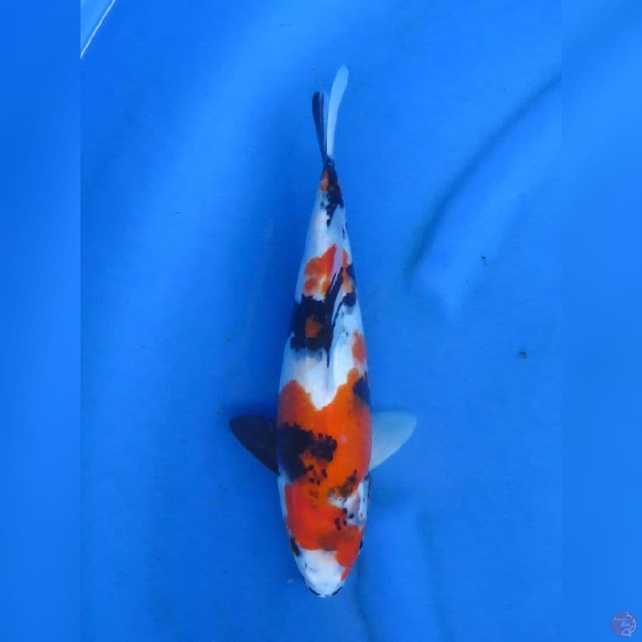 32cm - Kindai Showa