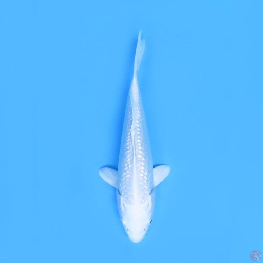 24cm - Platinum Ginrin