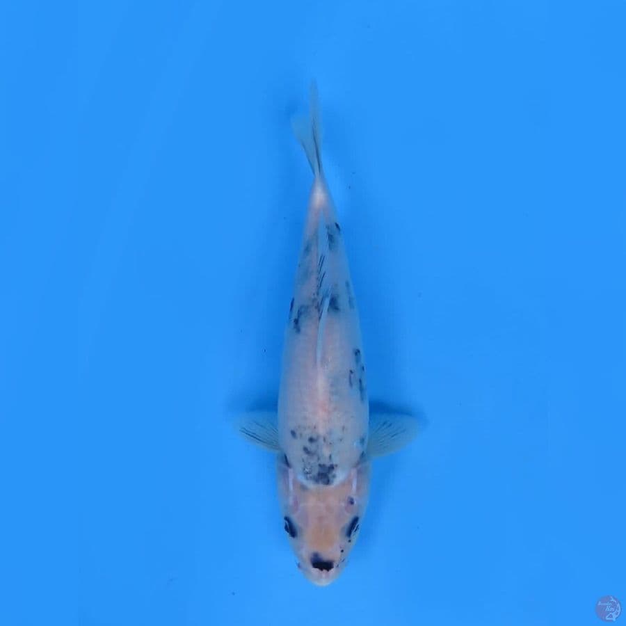 31cm - F1 Shiro Evo