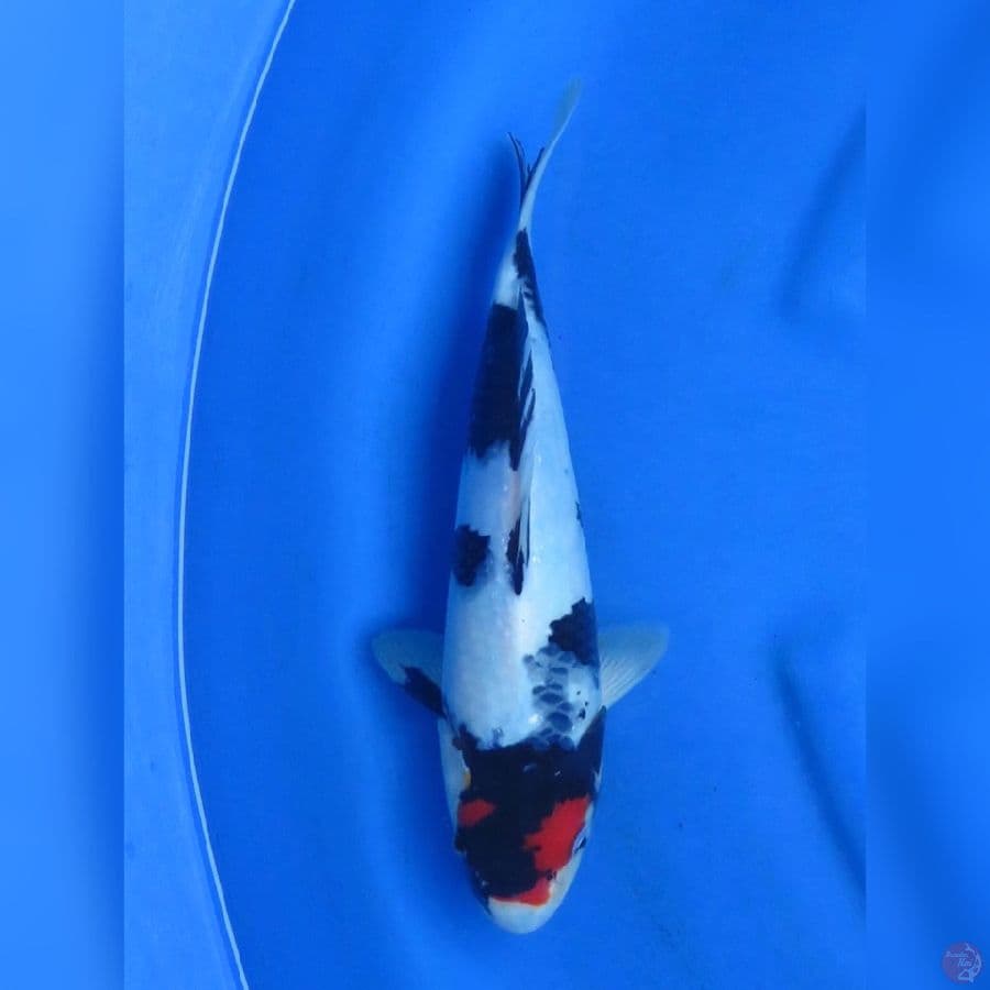 31cm - Tancho Showa Ori