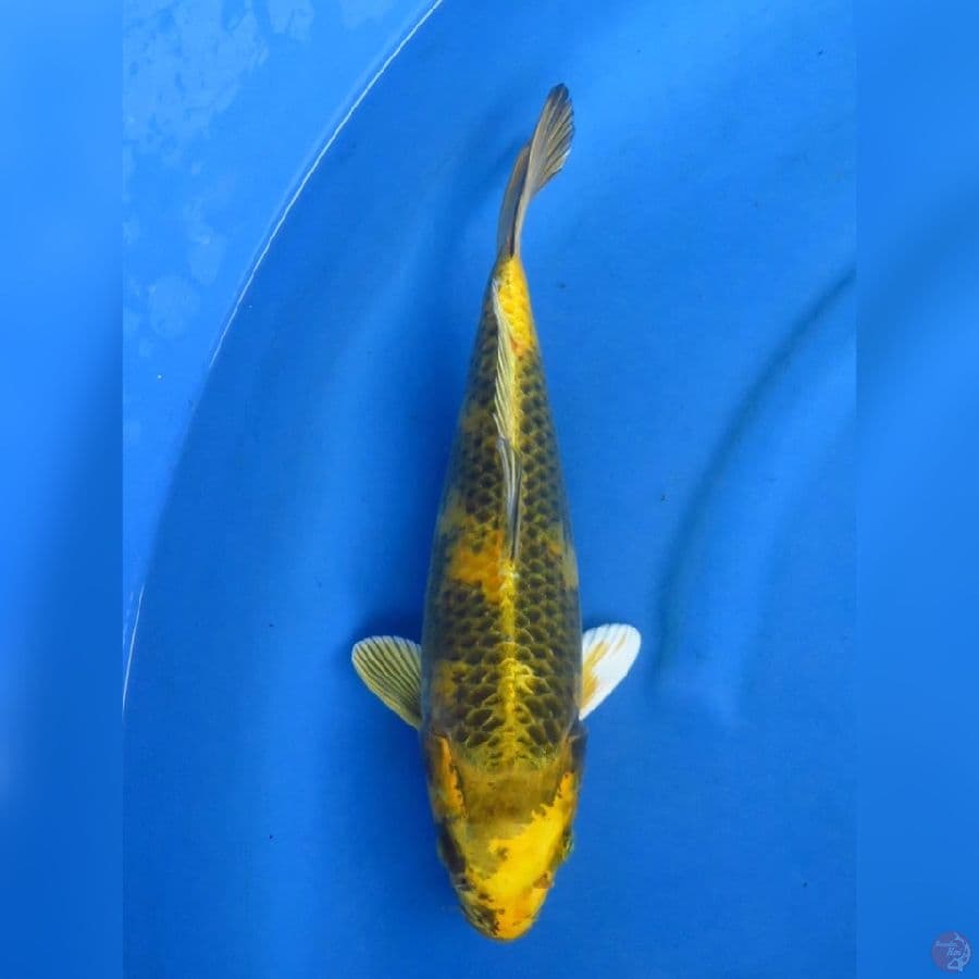 35cm - Kin Ki Utsuri