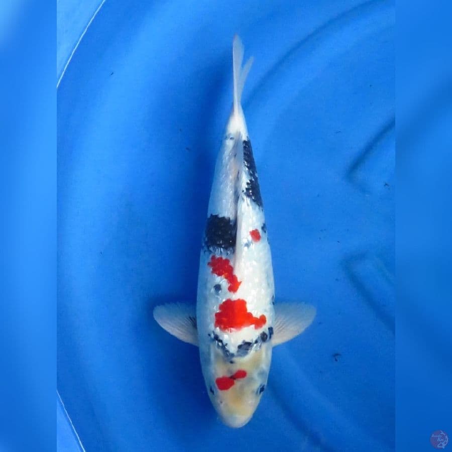 44cm - Male Shogin F1