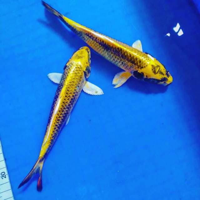 Kawari