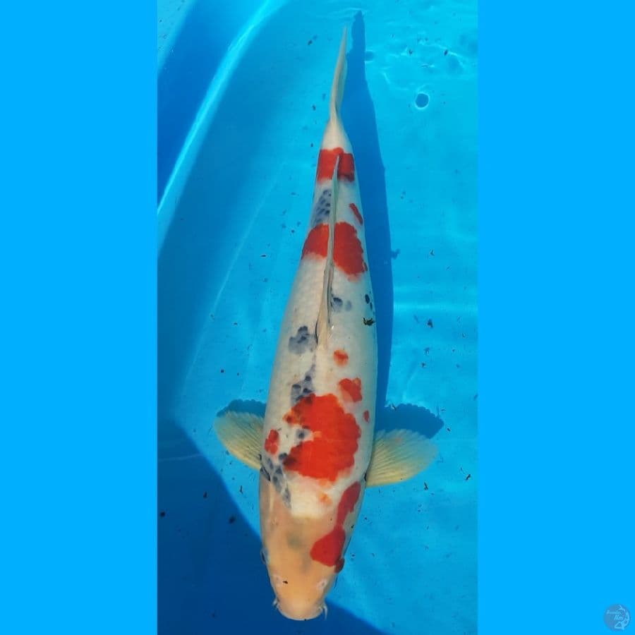 Male Kindai showa Tategoi 47cm