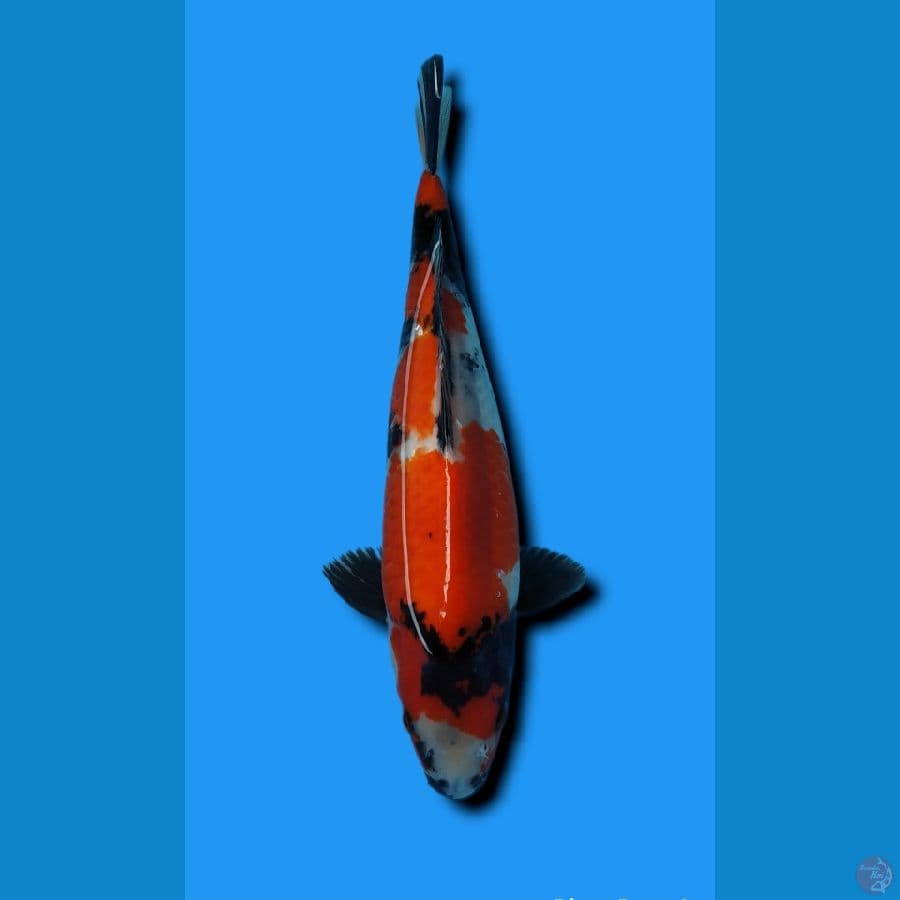 SHOWA BODY TORPEDO PANGKAL EKOR TEBAL 37CM JANTAN