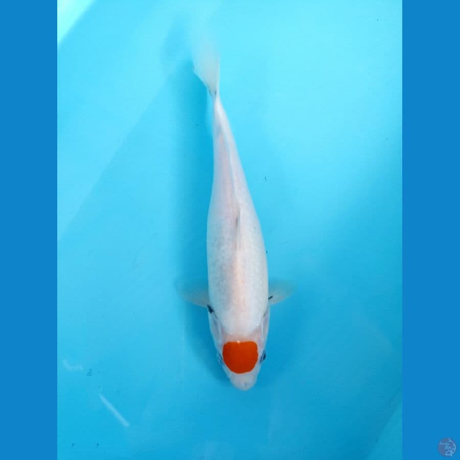 tancho 31cm