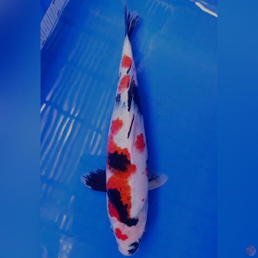 kindai 34 cm