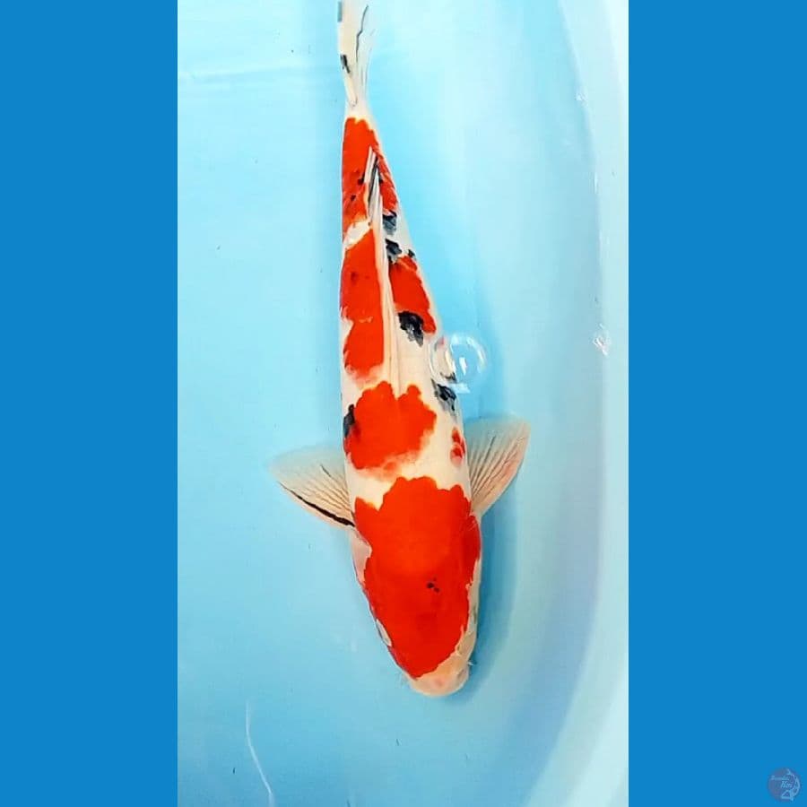 red sanke male 39 cm