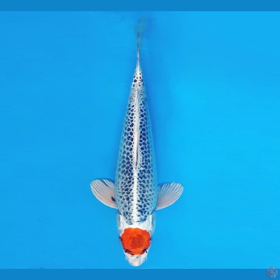 MAGURO 3 - TANCHO KUJAKU 34 cm/male ®