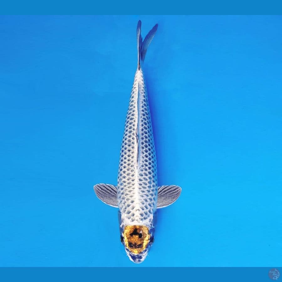 MAGURO 6 - TANCHO MUKASHI 33 cm/fm ®