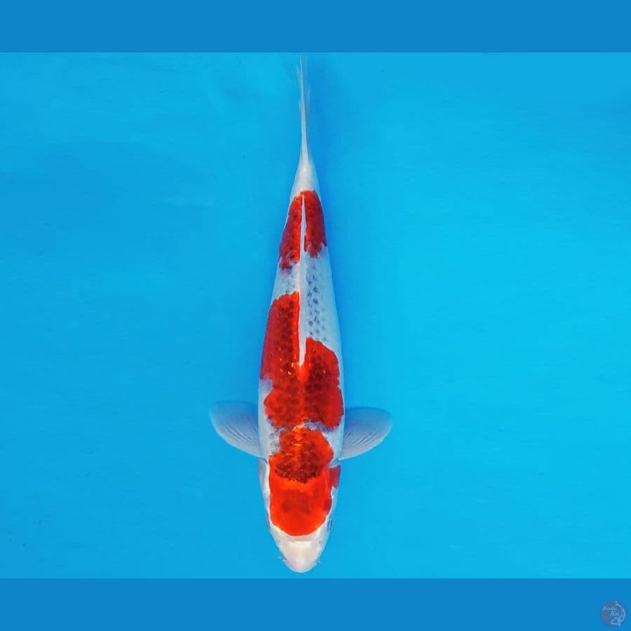 MAGURO 9 - GOSHIKI 32 cm/fm ®