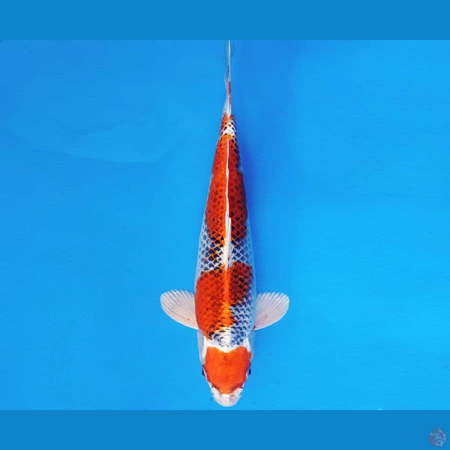 MAGURO 10 - KUJAKU 34 cm/male ®