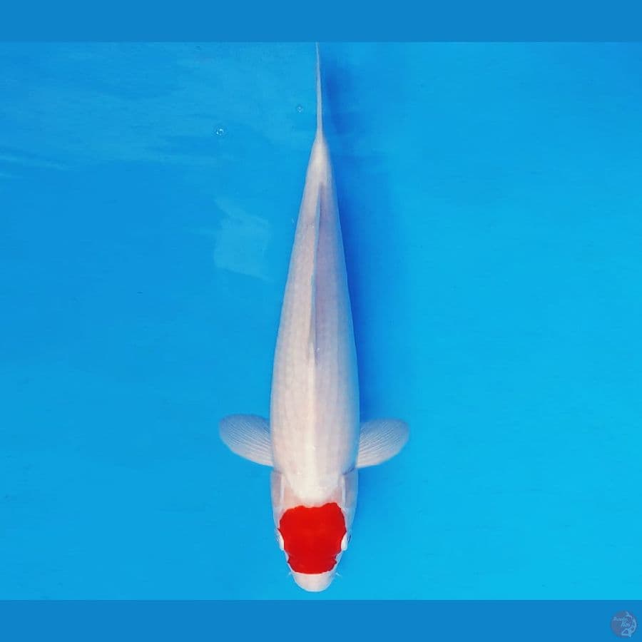 MAGURO 11 - TANCHO 31 cm/fm ®