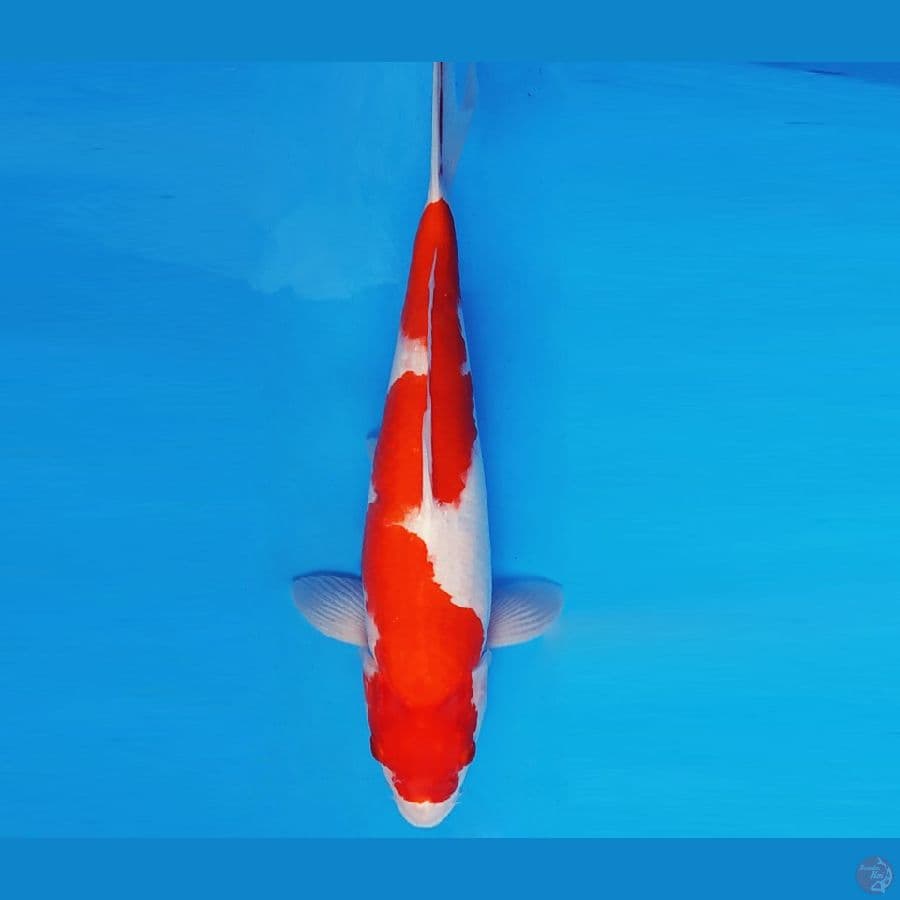 MAGURO 13 - INAZUMA KOHAKU 37 cm/ fm ®