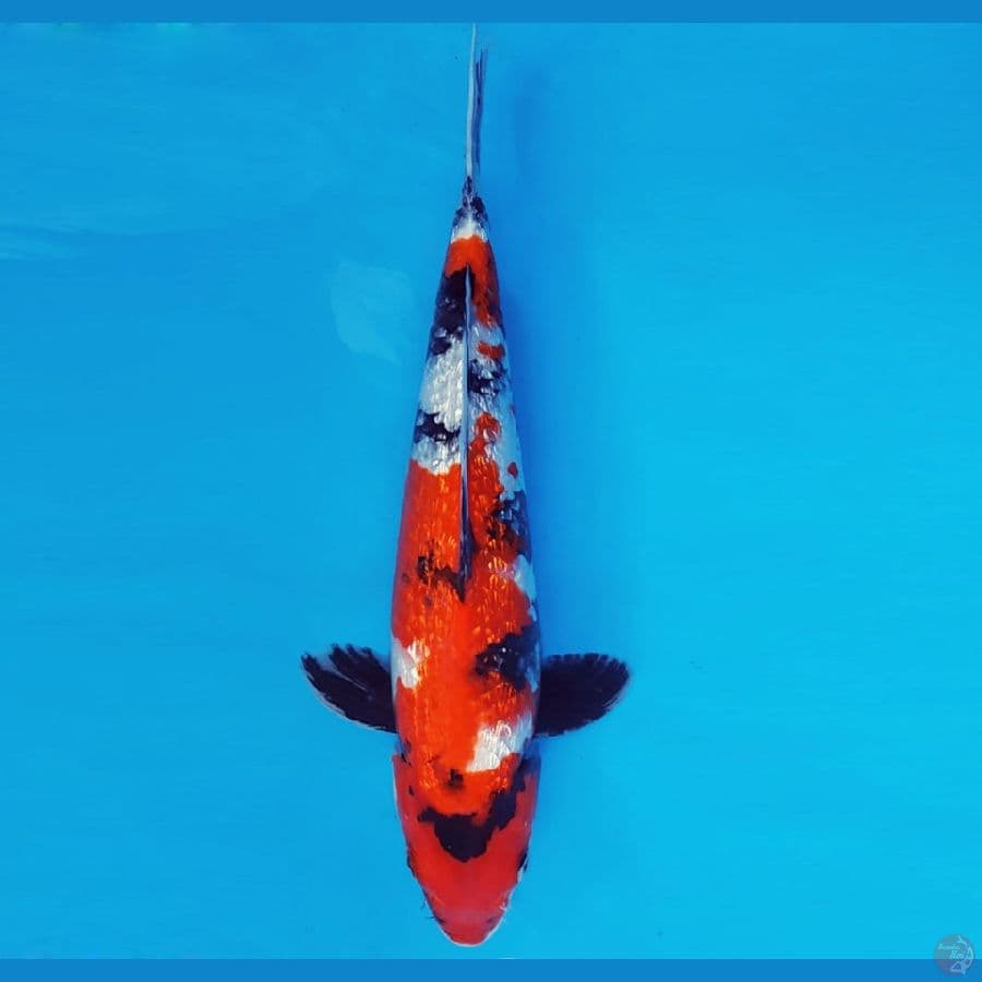 MAGURO 15 - SHOWA GIN RIN 32 cm/male ®