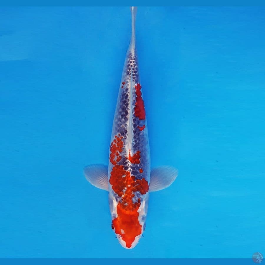 MAGURO 16 - KANOKO GOSHIKI 32 cm/fm ®