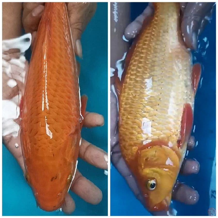 -B. RB 09- chagoi caramel