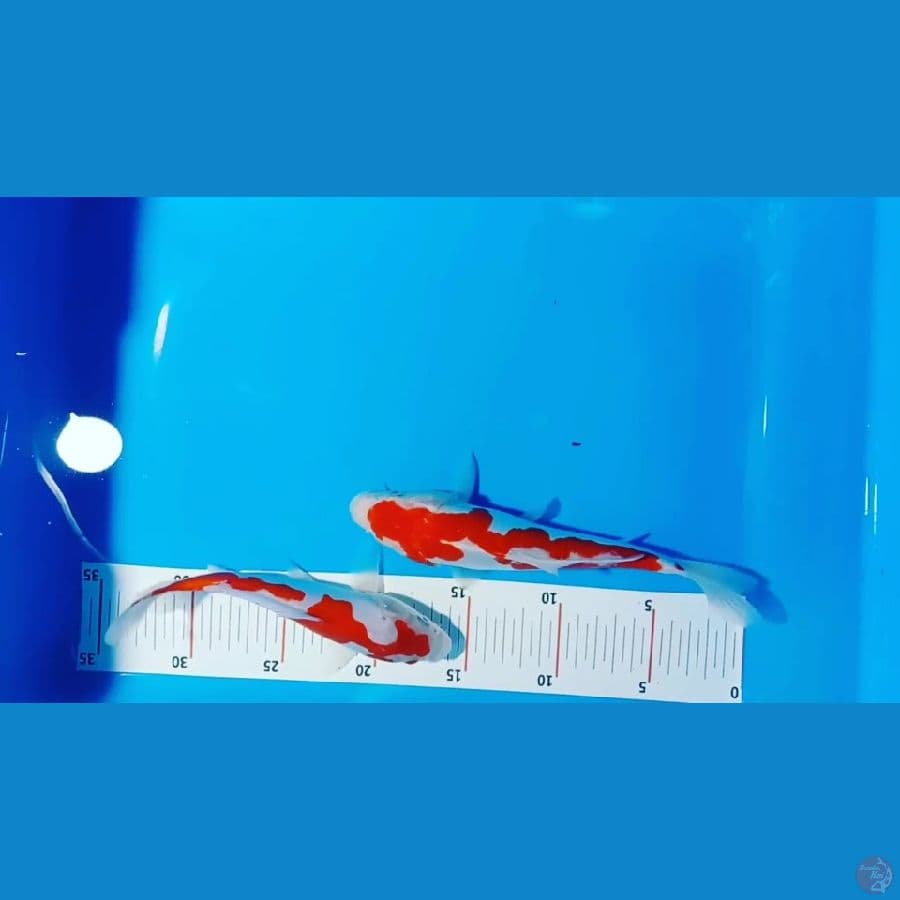 KOHAKU DOITSU MURNI 22 19 CM