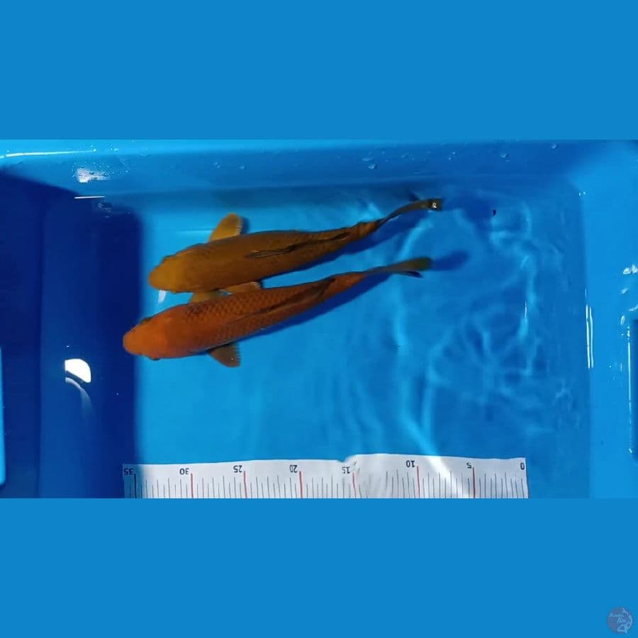 cagoi 28 cm. male kabeh