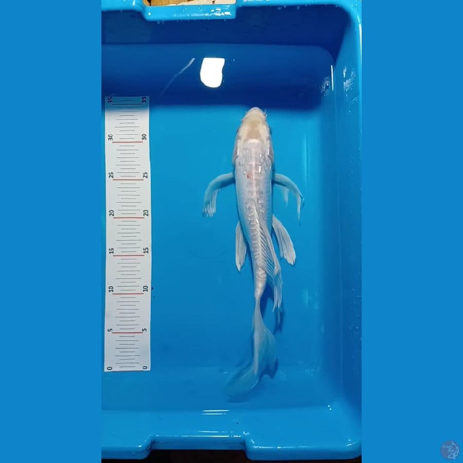 pelatinum aragoke 35 cm