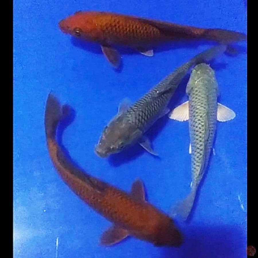 -B. kms04- pejinak kolam