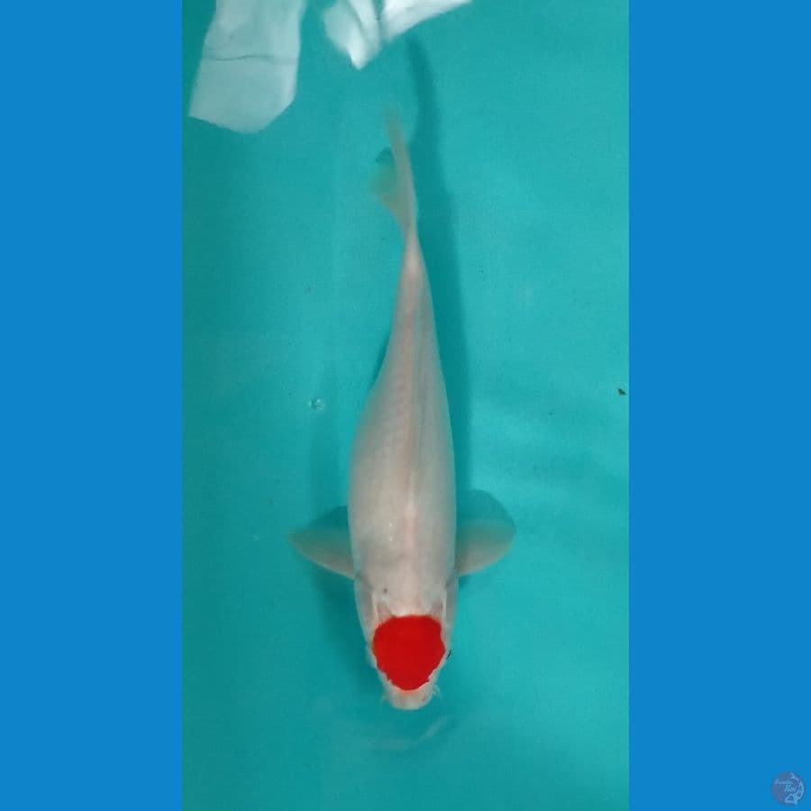 tancho kohaku 31 cm