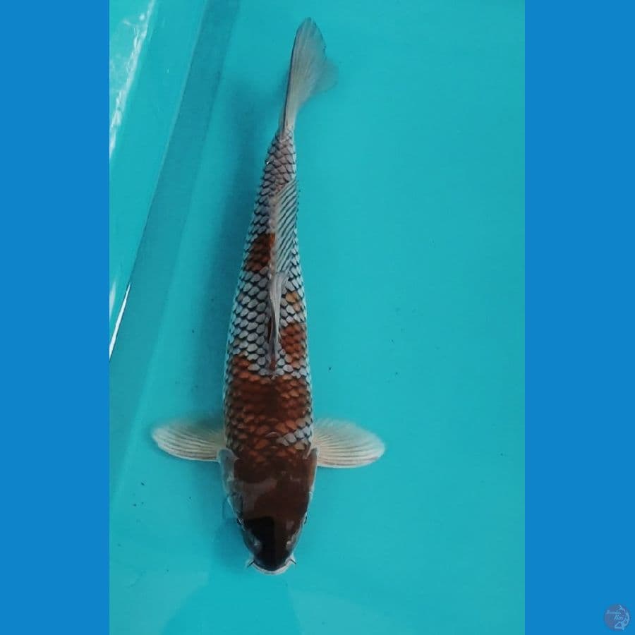 ochiba 33cm male