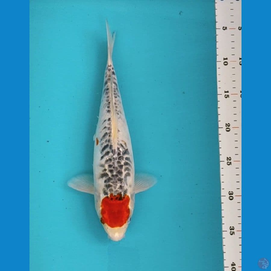 tancho goshiki 30cm