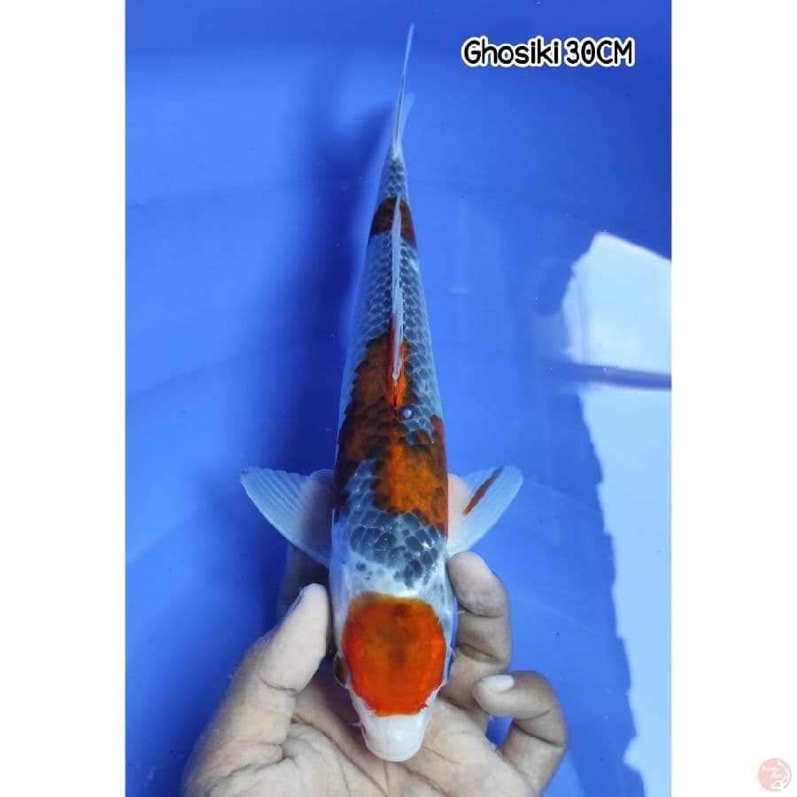 Maruten Ghosiki 30CM