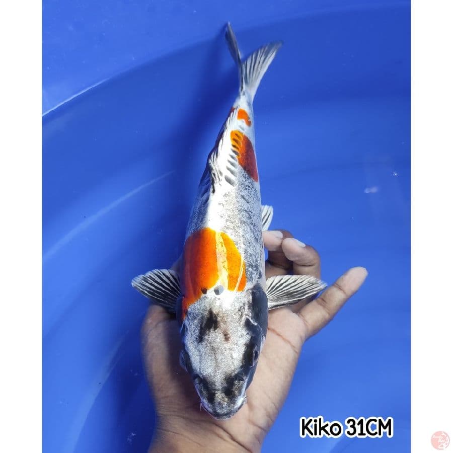 Kiko 31CM