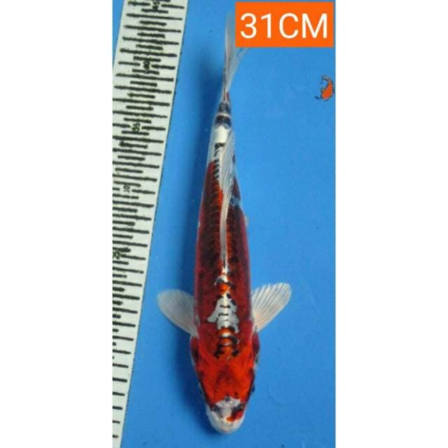 DOITSHU 31CM