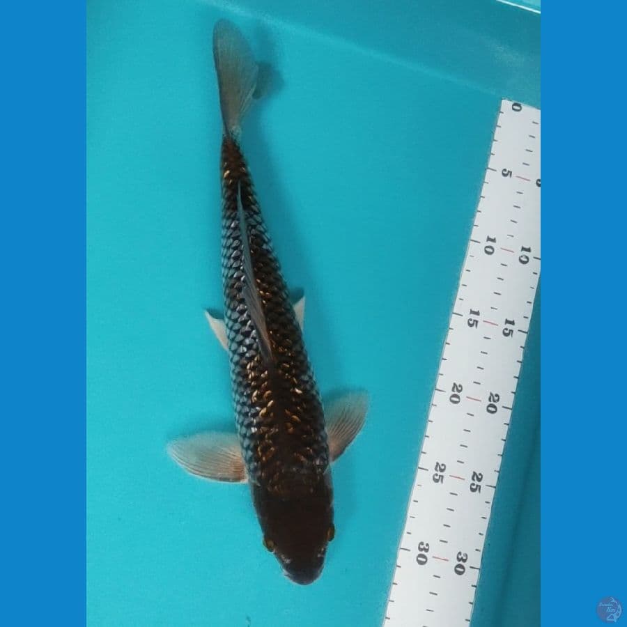 ochiba ginrin 33cm male