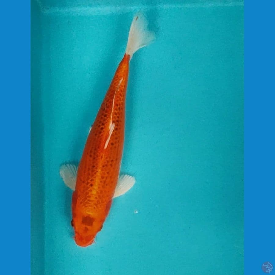 matsuba 32cm male
