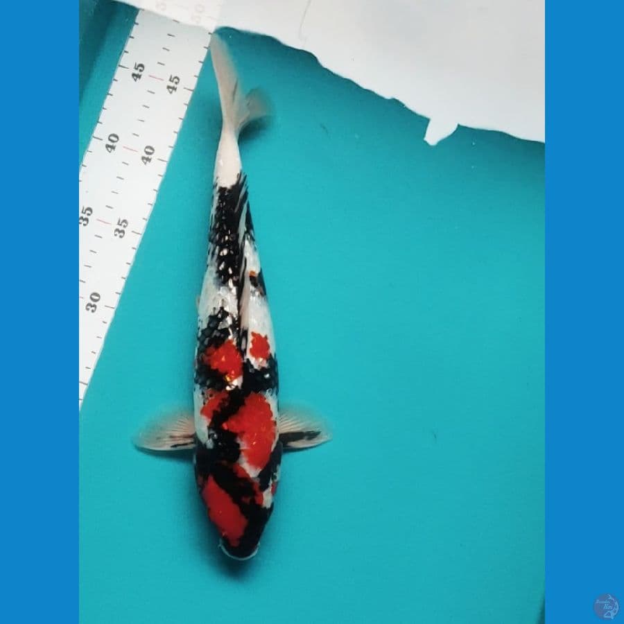 showa ginrin 32cm male