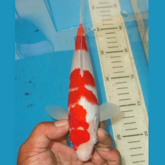KOHAKU MERONA