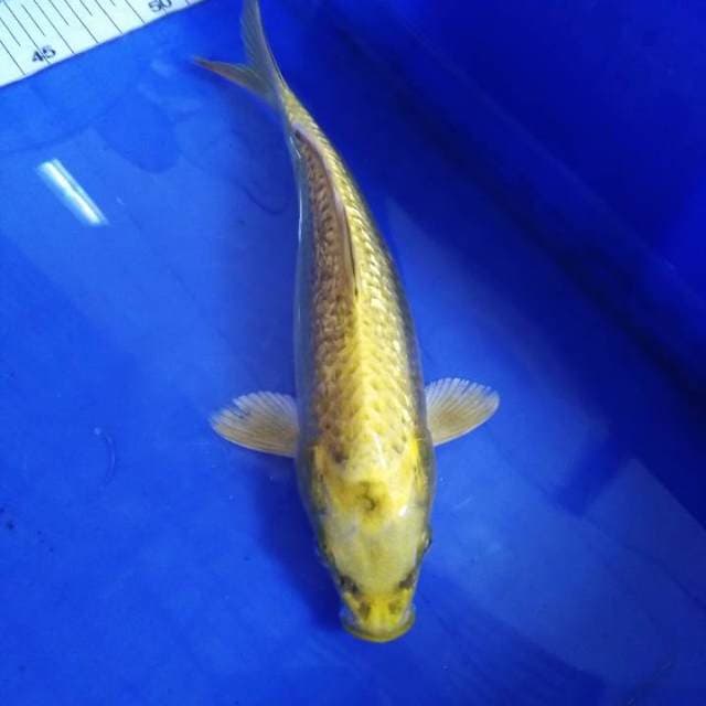 Kawari ginrin