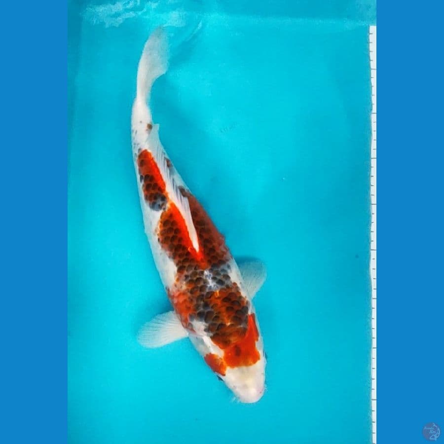 goshiki 38cm bulky